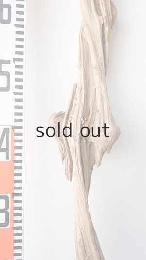 画像6: 変形流木