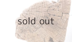 画像8: 中型　変形