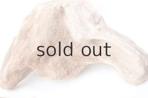 画像3: 変形流木