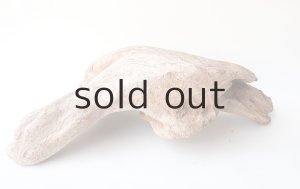 画像2: 変形流木