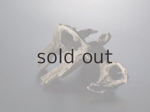 画像6: 変形流木・2019-2020シーズントップ使用流木