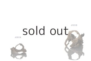 画像3: 変形流木・2019-2020シーズントップ使用流木