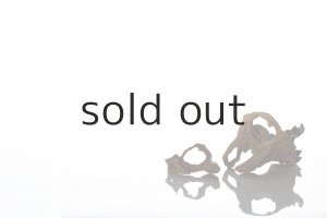 画像5: 変形流木・2019-2020シーズントップ使用流木