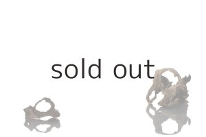 画像4: 変形流木・2019-2020シーズントップ使用流木