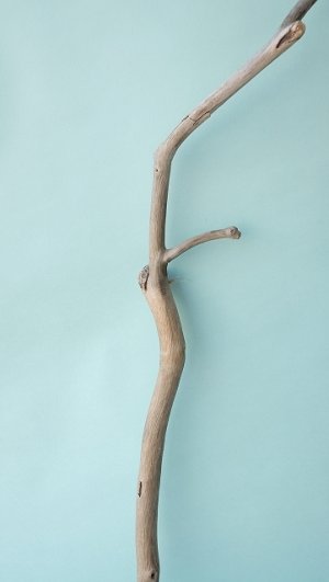 画像3: 枝流木
