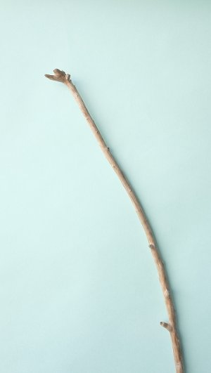 画像5: 枝流木