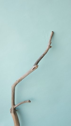 画像4: 枝流木