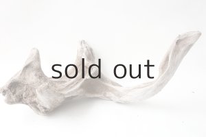 画像8: 変形流木