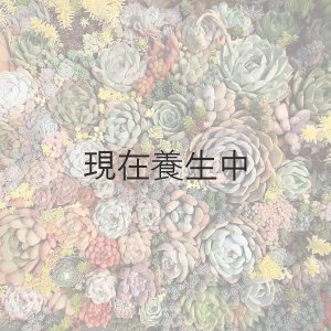 画像1: 多肉植物オリジナルアソートPP・20個詰め合せ