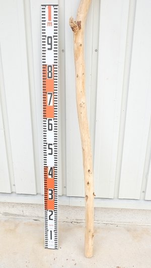 画像5: 棒流木・長尺