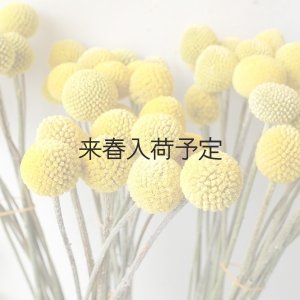 画像1: Dry plants for decor クラスペディア ・グロボーサ種