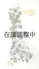 Dry plants for decor ユーカリ生切り枝（ポポラス）タイプ1000mm