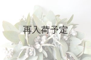 画像9: Dry plants for decor 乾燥ユーカリ・テトラゴナシルバー（実付き）Ｍサイズ