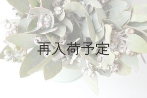 画像8: Dry plants for decor 乾燥ユーカリ・テトラゴナシルバー（実付き）Ｍサイズ