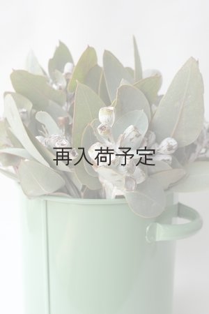 画像6: Dry plants for decor 乾燥ユーカリ・テトラゴナシルバー（実付き）Ｍサイズ