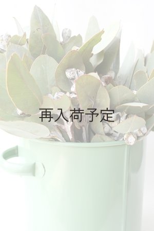 画像7: Dry plants for decor 乾燥ユーカリ・テトラゴナシルバー（実付き）Ｍサイズ