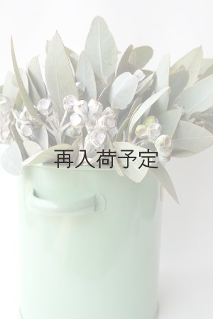 画像5: Dry plants for decor 乾燥ユーカリ・テトラゴナシルバー（実付き）Ｍサイズ
