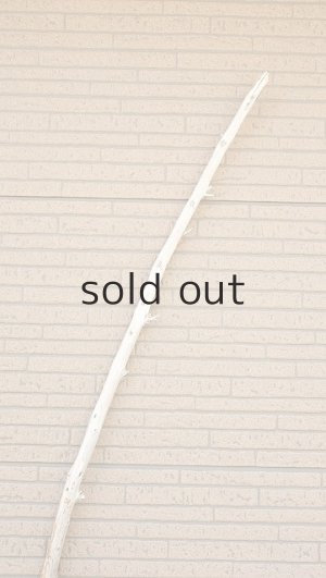 画像4: 棒流木・長尺