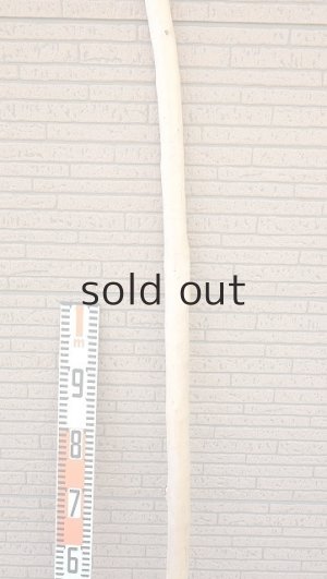 画像7: 棒流木・長尺