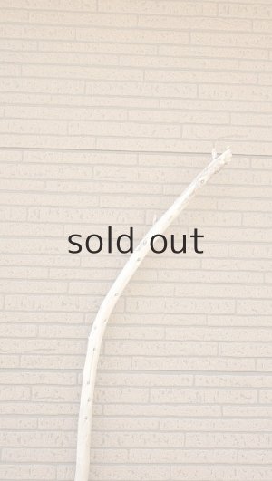 画像4: 棒流木・長尺