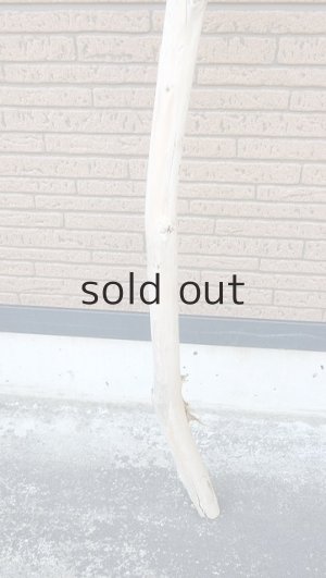 画像2: 棒流木・長尺