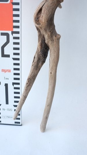 画像4: 流木根
