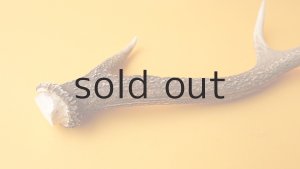 画像5: デコール用二ホンジカの角