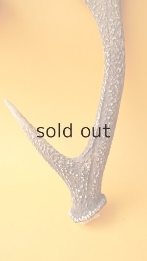 画像2: デコール用二ホンジカの角