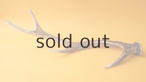 画像7: デコール用二ホンジカの角