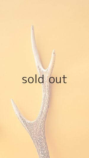 画像3: デコール用二ホンジカの角