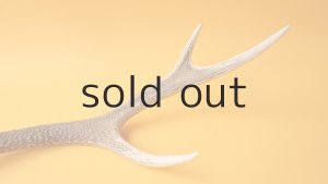 画像5: デコール用二ホンジカの角