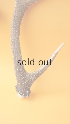 画像2: デコール用二ホンジカの角