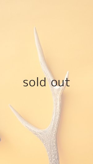 画像3: デコール用二ホンジカの角