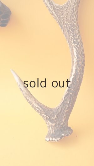 画像2: デコール用二ホンジカの角