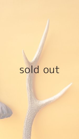 画像3: デコール用二ホンジカの角