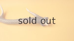 画像7: デコール用二ホンジカの角