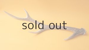 画像4: デコール用二ホンジカの角