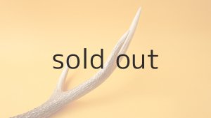 画像6: デコール用二ホンジカの角