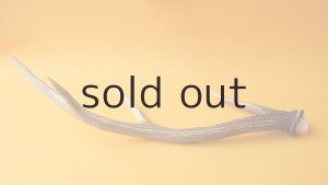 画像6: デコール用二ホンジカの角