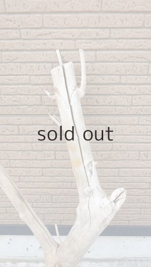 画像3: 幹流木・長尺