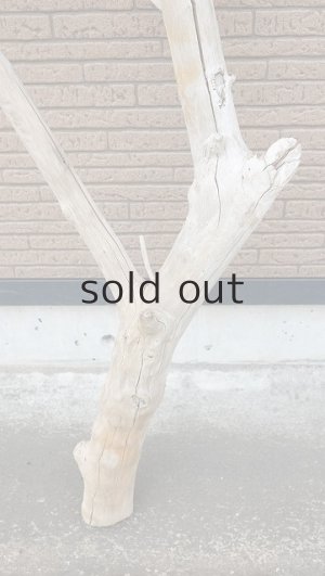 画像2: 幹流木・長尺