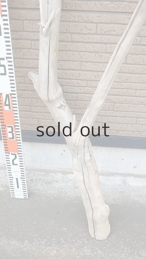 画像6: 幹流木・長尺