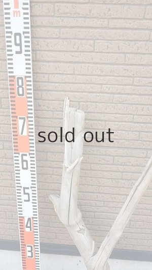 画像7: 幹流木・長尺