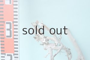 画像6: 流木根セット