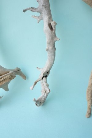 画像3: 流木根セット