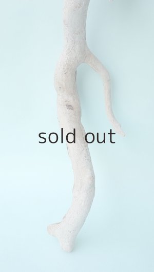 画像2: 流木根セット