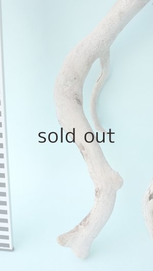 画像6: 流木根セット