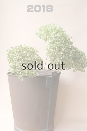 画像1: ●無くなり次第終了200円見切り売り！●Dry plants for decor デコール用乾燥紫陽花（アナベル・小）2018年度開花分アウトレット