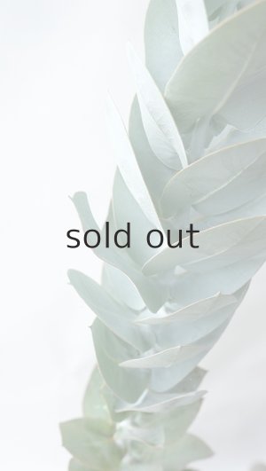 画像4: Dry plants for decor ユーカリ生切り枝（マクロカルパ）タイプ350〜500mm