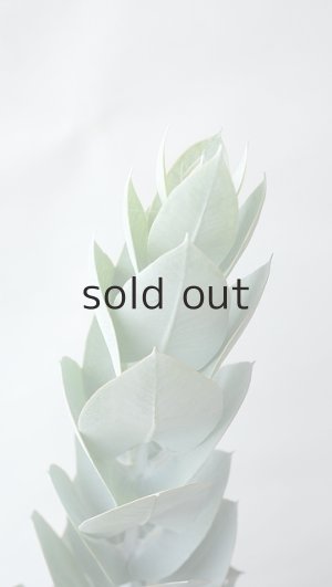 画像5: Dry plants for decor ユーカリ生切り枝（マクロカルパ）タイプ350〜500mm